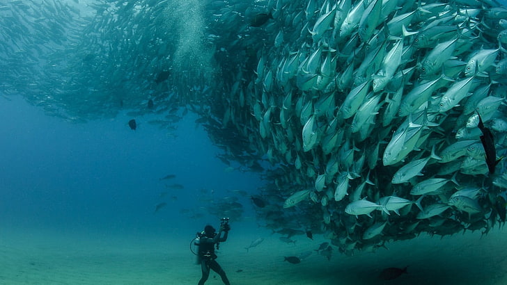 стая серого тунца, море, рыба, фотография, животные, подводное плавание, природа, HD обои