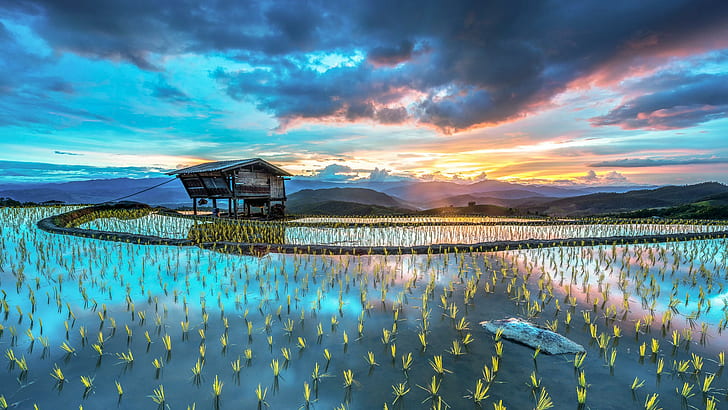 landscape, rice fields, rice paddy, mountains, hut, sunset, HD wallpaper