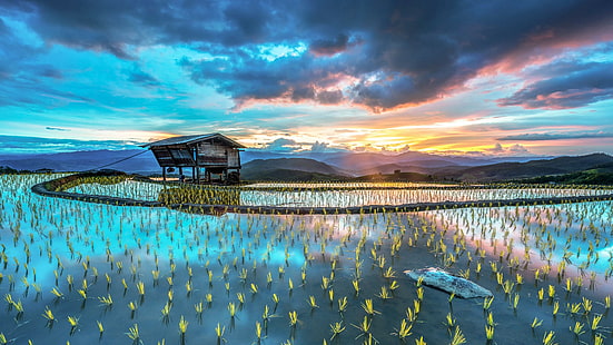 landscape, rice fields, rice paddy, mountains, hut, sunset, HD wallpaper HD wallpaper