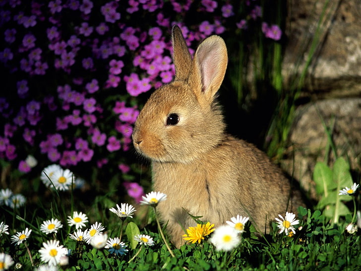 brown rabbit, rabbit, flowers, baby, shade, grass, HD wallpaper