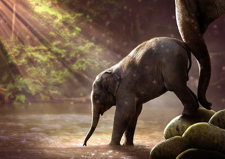 Elefant 4k erstaunlich hd, HD-Hintergrundbild
