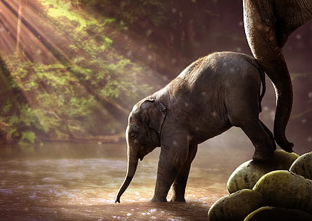 ช้าง 4k hd ที่น่าตื่นตาตื่นใจ, วอลล์เปเปอร์ HD HD wallpaper