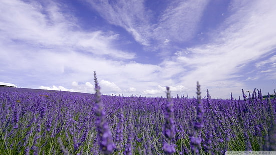 lila Blütenblätter, Lavendel, HD-Hintergrundbild HD wallpaper