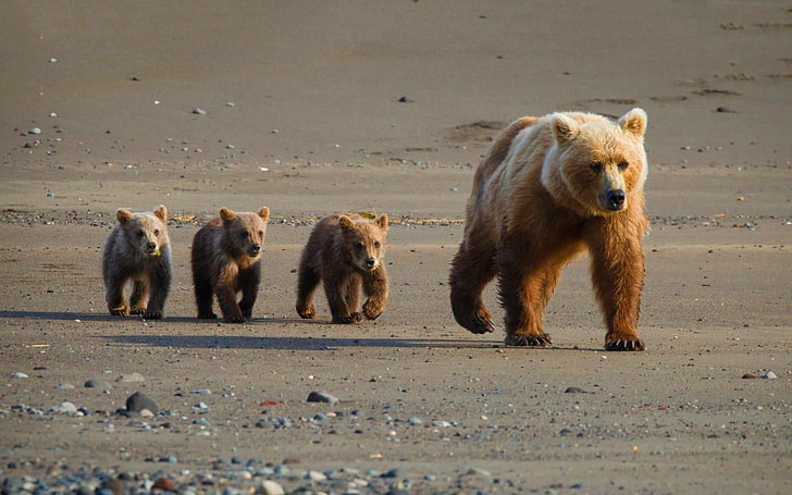animals, bears, baby animals, HD wallpaper