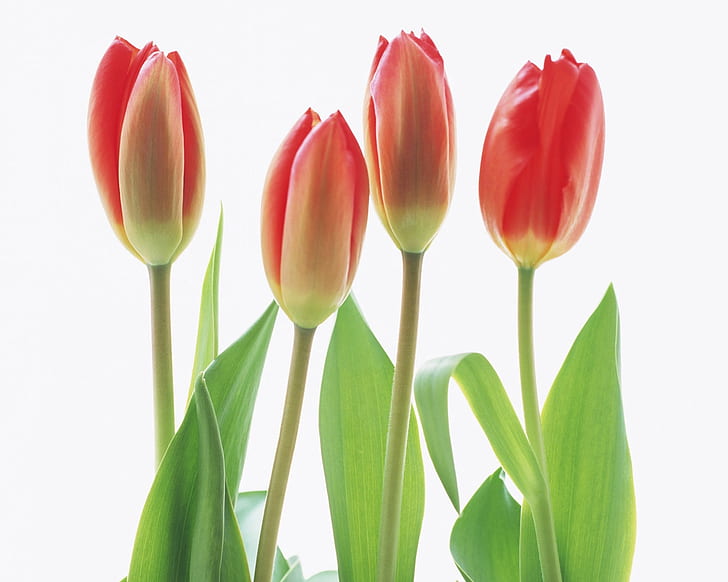 four tulips Abstract beautiful environment Four Green Leafs nature photo red flowers smiling HD, nature, abstract, flower, green, red, beautiful, photo, tulips, four, leafs, smiling, red flowers, environment, HD wallpaper