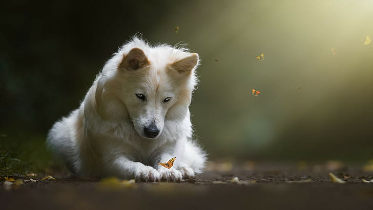 หมาป่าสีขาวสุนัขผีเสื้อ, วอลล์เปเปอร์ HD