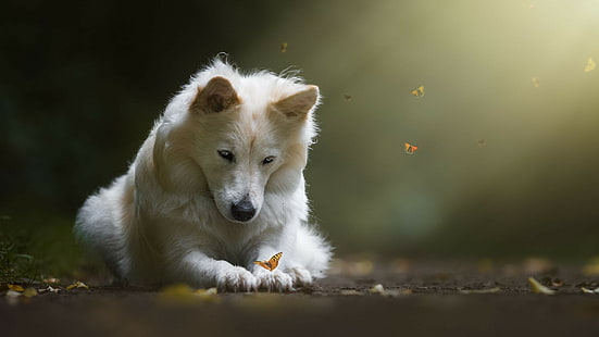 الذئب الأبيض ، الكلب ، الفراشة، خلفية HD HD wallpaper