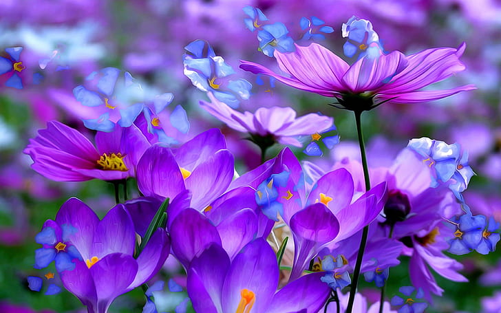 Крокусы Красивые фиолетовые цветы Цветные обои Detsktop Hd 3840 × 2400, HD обои