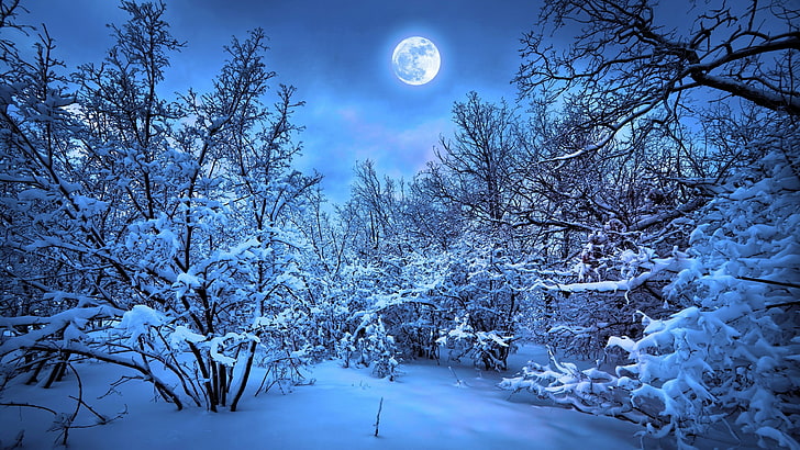 frost, snowy, night, forest, moon, moonlight, moonlit, night sky, full moon, winter, branch, freezing, tree, sky, nature, blue, snow, HD wallpaper