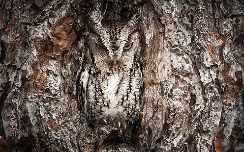 gray and black owl, nature, owl, HD wallpaper HD wallpaper