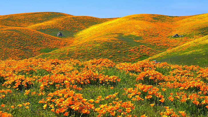 ربيع المناظر الطبيعية مع اللون الأصفر من الخشخاش كاليفورنيا الولايات المتحدة الأمريكية خلفية عريضة عالية الدقة 1920 × 1200، خلفية HD
