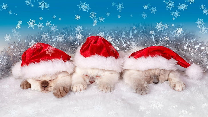 winter, snow, kitten, christmas, cat, santa claus, costume, christmas day, cute, holiday, HD wallpaper