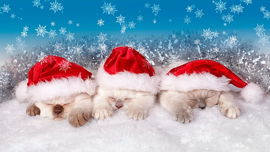 겨울, 눈, 고양이 새끼, 크리스마스, 고양이, 산타 클로스, 의상, 크리스마스, 귀여운, 휴일, HD 배경 화면 HD wallpaper