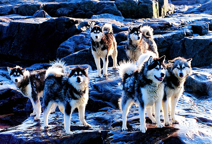 Adultos blanco y negro huskies siberianos, perros, husky, raza, perros  esquimales, Fondo de pantalla HD | Wallpaperbetter