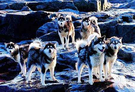 adult black and white Siberian huskies, dogs, husky, breed, Huskies, HD wallpaper HD wallpaper