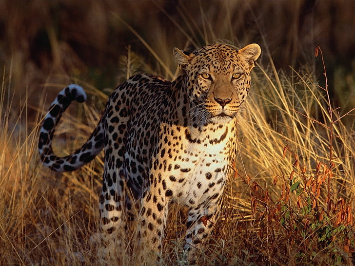 leopardo marrón, leopardo, gato grande, depredador, Fondo de pantalla HD