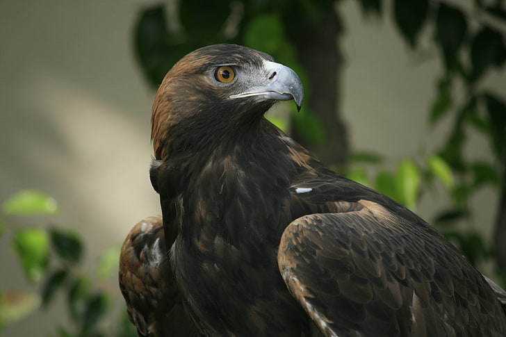brown falcon digital wallpaper, eagle, beak, eyes, bird, predator, HD wallpaper