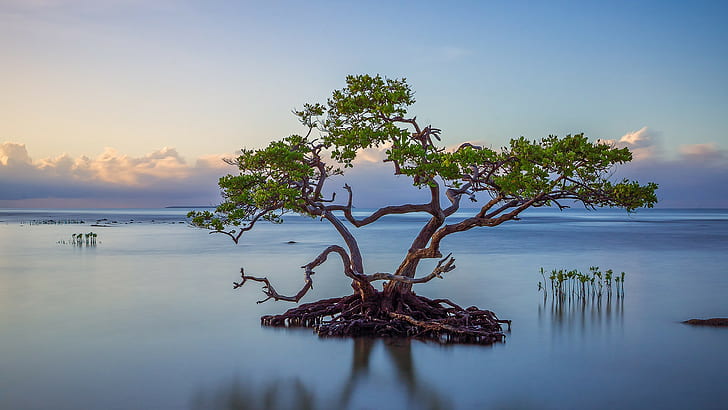 horizon, water, calm, clouds, island, trees, roots, branch, plants, nature, landscape, leaves, reflection, HD wallpaper