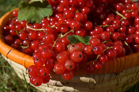 красные ягоды, смородина, красная смородина, ягоды, спелые, корзина, HD обои HD wallpaper