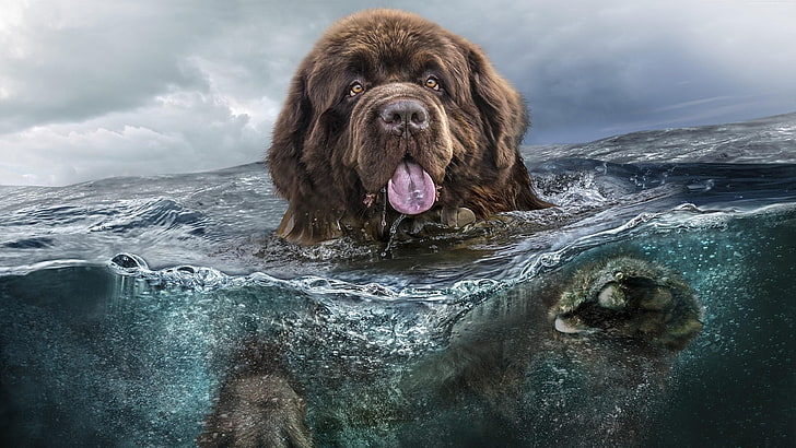 犬 水 大きな犬 イラスト かわいい 絵画アート アートワーク ニューファンドランド 絵画 アート 犬の品種 Hdデスクトップの壁紙 Wallpaperbetter