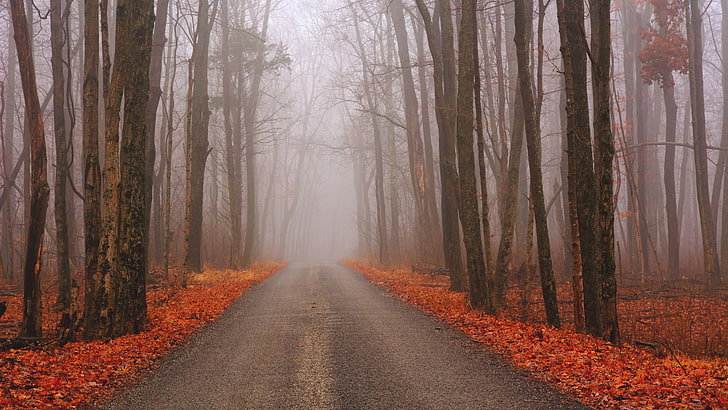 arbolado camino gris, naturaleza, árboles, bosque, camino, otoño, paisaje, rama, niebla, Fondo de pantalla HD