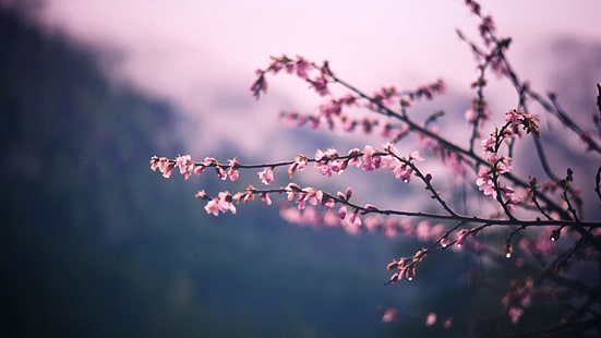 꽃 봉 오리, 나뭇 가지, 꽃이 만발한, 봄, 꽃이 만발한, 흐리게, HD 배경 화면 HD wallpaper
