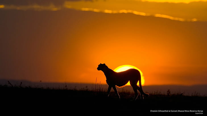 Cheetah Silhouetted at Sunset, Maasai Mara Reserve, Kenya, Animals, HD wallpaper