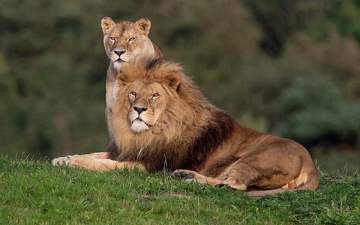 Leo, gatos salvajes, leones, una pareja, leona, retrato de familia, Fondo de pantalla HD