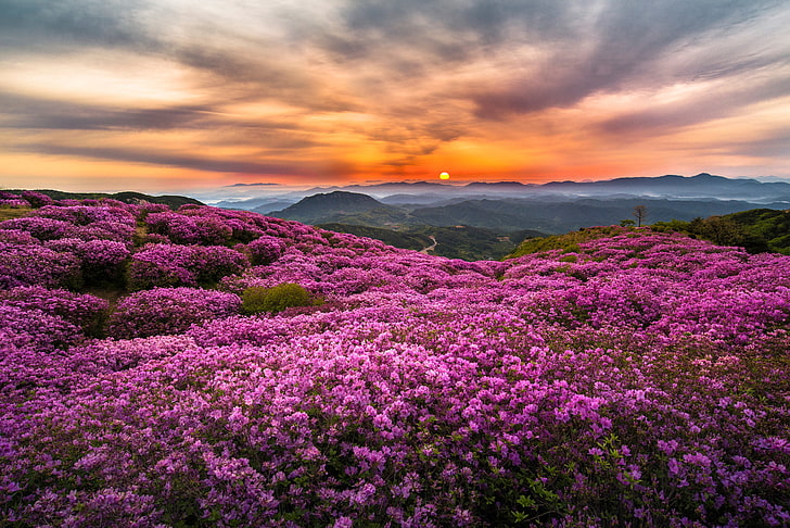 лилаво цвете поле, слънце, цветя, планини, мъгла, хълмове, сутрин, Корея, HD тапет