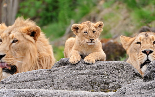 茶色のライオン、雌ライオン、カブ、ライオン、家族、雌ライオン、ライオンカブス、うそ、 HDデスクトップの壁紙 HD wallpaper