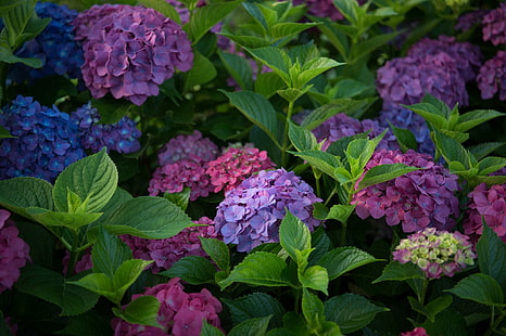 ใบช่อดอกไฮเดรนเยีย, วอลล์เปเปอร์ HD HD wallpaper