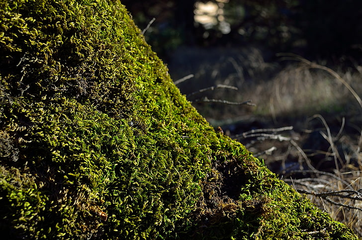 nature, moss, HD wallpaper