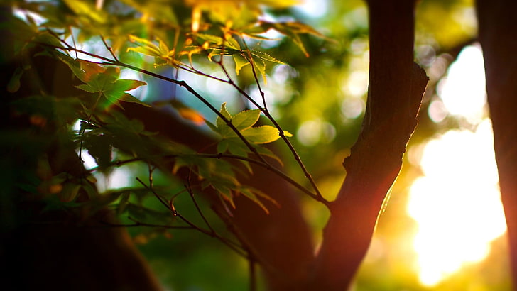 зеленое лиственное растение, силуэтная фотография зеленых листовых деревьев во время заката, солнечный свет, листья, макро, размытость, фотография, боке, HD обои