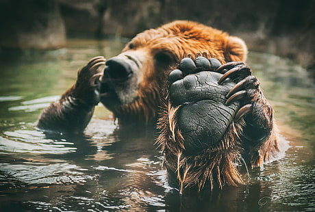 niedźwiedź brunatny, zwierzęta, niedźwiedzie, kąpiel, ssaki, stopy, Tapety HD HD wallpaper