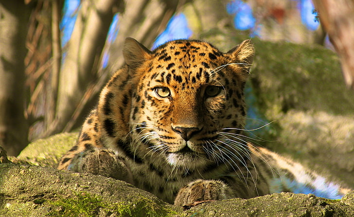 pintura de tigre marrón y negro, animales, leopardo (animal), Fondo de pantalla HD
