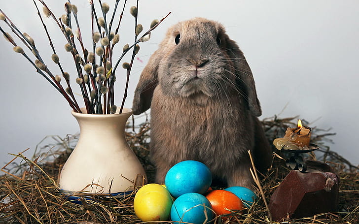 Funny Easter Rabbit, funny, easter, rabbit, HD wallpaper