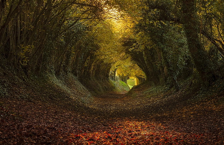 зелено и кафяво дърво тунел, пътека с листа между зелени дървета през деня, природа, пейзаж, тунел, дървета, пътека, листа, слънчева светлина, HD тапет