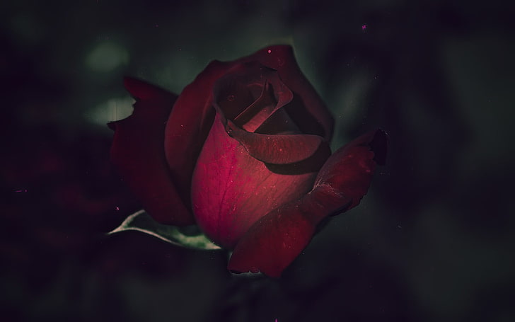 красная роза, цветы, роза, HD обои
