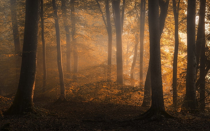 пейзаж, природа, осень, лес, деревья, листья, кустарники, солнечный свет, туман, HD обои