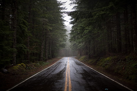 2-way road in between trees, road, forest, pine, HD wallpaper HD wallpaper
