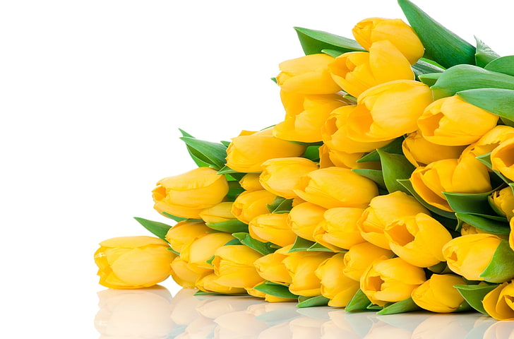 lote de tulipa amarela, tulipas, flores, amarelo, flor, mentira, fundo branco, HD papel de parede