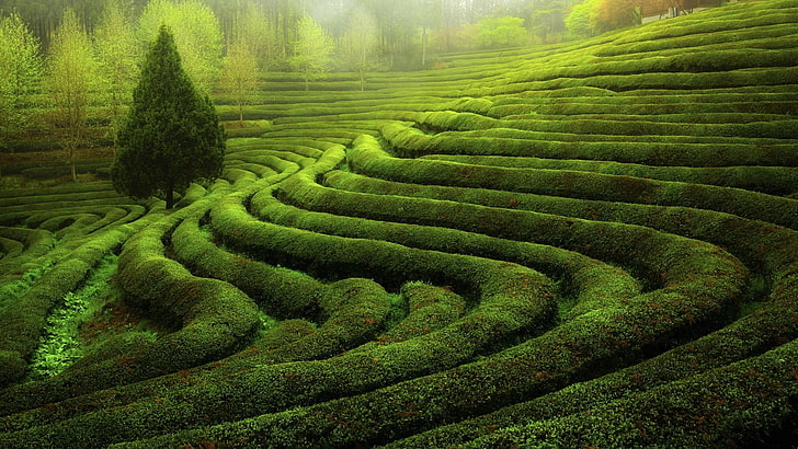 landscape, tea Plant, HD wallpaper