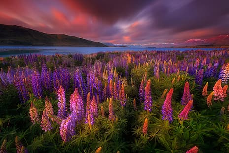 цветы, озеро, весна, Новая Зеландия, люпины, Текапо, HD обои HD wallpaper