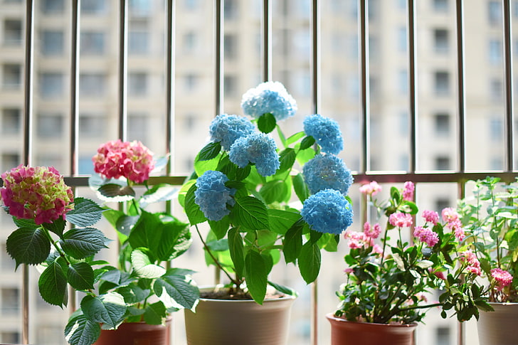 azul hortênsia flores, flores, panela, planta de casa, HD papel de parede