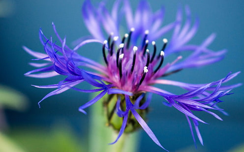 لقطة ماكرو لزهرة زرقاء وأرجوانية ، طبيعة ، نبات ، أرجواني ، زهرة ، لقطة مقرّبة ، رأس زهرة ، بتلة، خلفية HD HD wallpaper