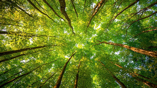 arbres à feuilles vertes, couvert d'arbres verts, arbres, feuilles, forêt, vue du ver, nature, Fond d'écran HD HD wallpaper