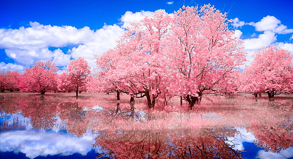 Reflected Glory, cherry blossoms tree, Cute, Magic, Nature, Beautiful, Love, Pink, Trees, Lake, Outdoor, Romantic, Clouds, Reflection, blue sky, Dreamlike, HD tapet HD wallpaper