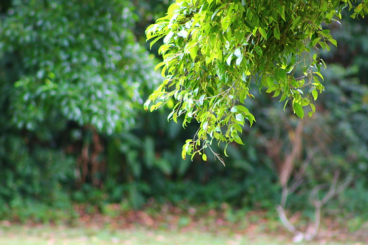 background image, city park, evergreen, green, tree, HD wallpaper