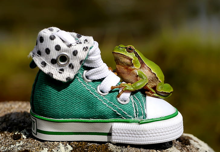 Green frog on sneakers, green frog, sneakers, HD wallpaper