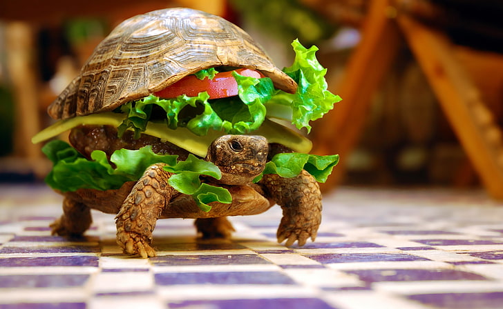 Cheese Turtle Burger By K23 HD Wallpaper, żółw clipart, zabawny, Tapety HD
